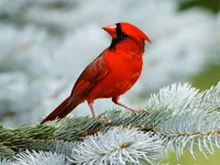 https://onlinegamesfree.xyz/game/birds-puzzle